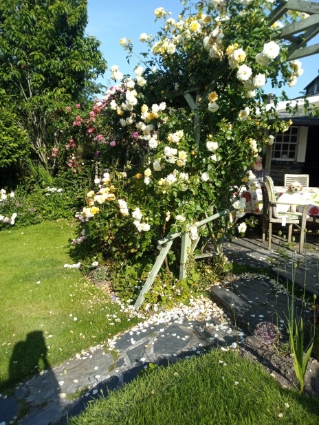 Roses in Dye Cottage garden