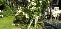 Roses in Dye Cottage garden thumbnail