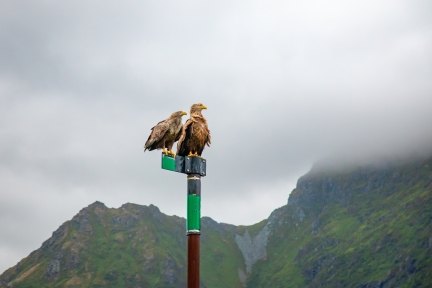 Birds sitting on a post in Norway