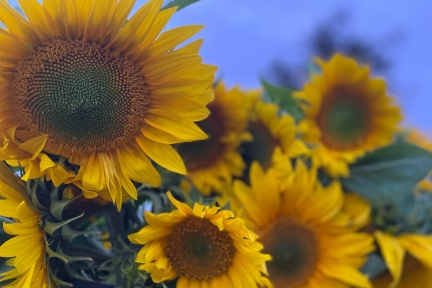Sunflowers at Higher Tregorrick Farm