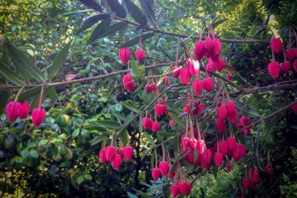 Open Garden Lanterns Garden