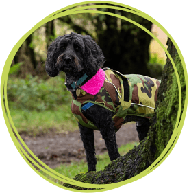 Dog wearing a Dryrobe