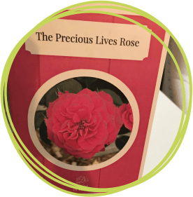 The ‘Precious Lives' rose