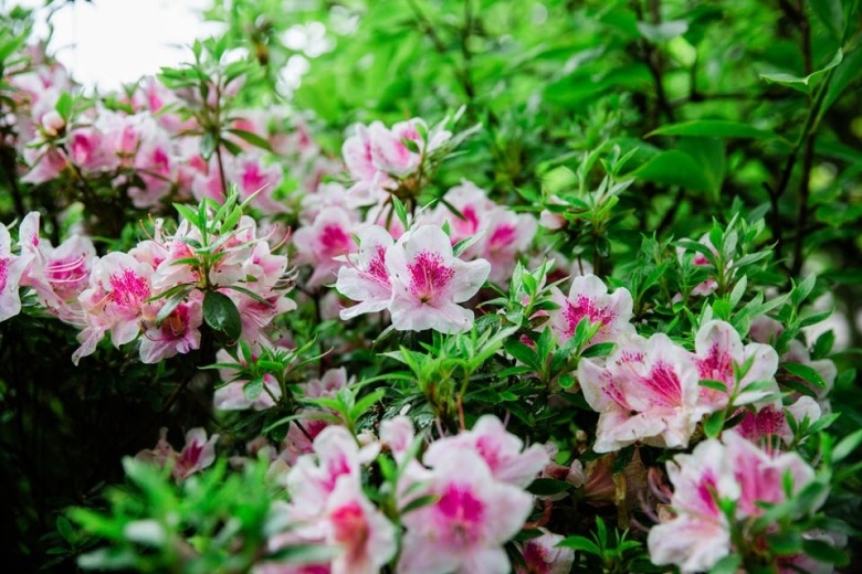 Japanese azalea