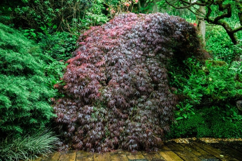 Red acer bush