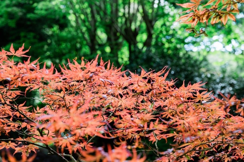 Japanese Garden red acers