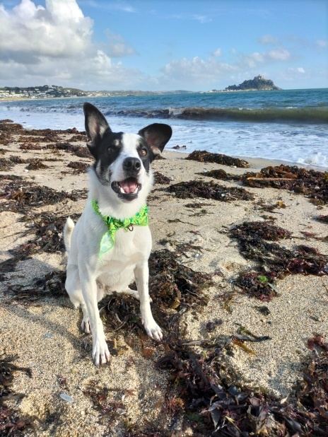 Jack Russel dog on the beach