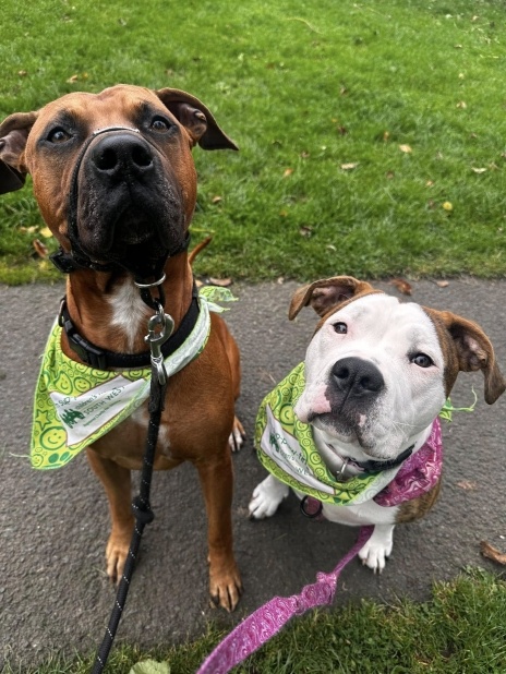 A boxer and a staffy dog on leads