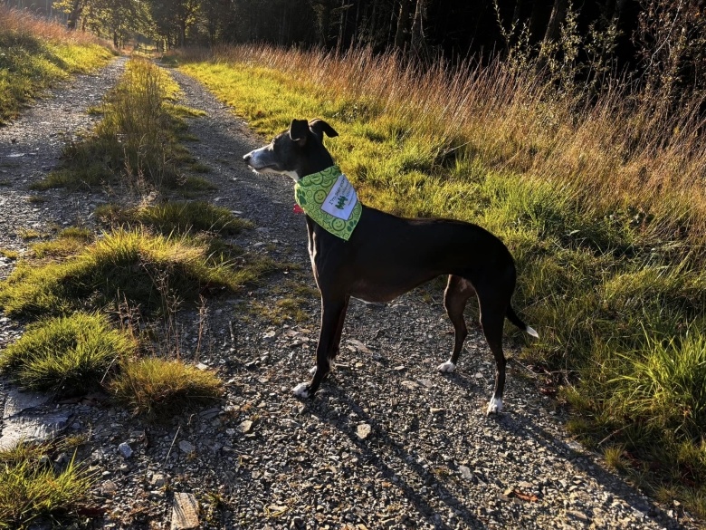 A greyhound dog at dusk on a footpath