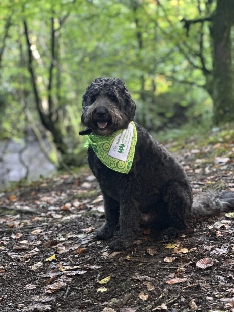 Black doodle dog in the woods