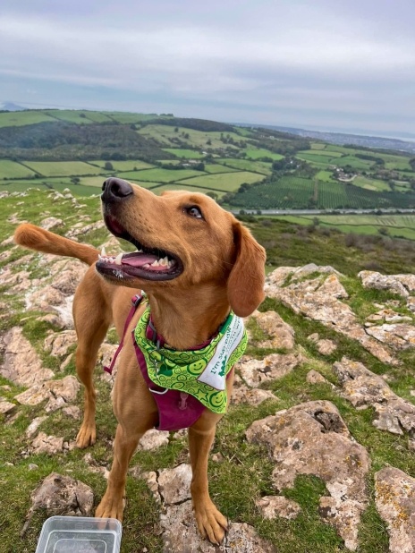 Brown labrador dog on a mountain
