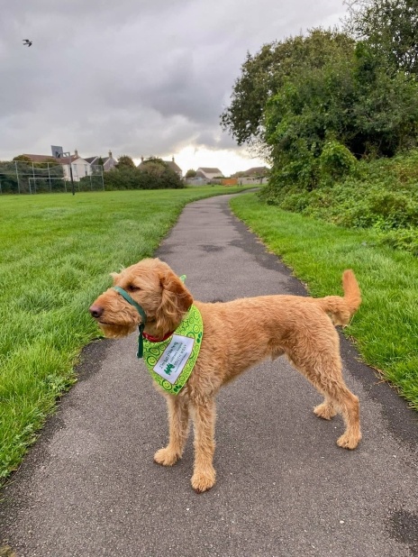 Retriver dog on a footpath