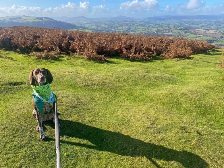 Pointer dog on the moors