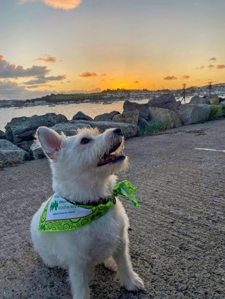 Terrier dog at sunset