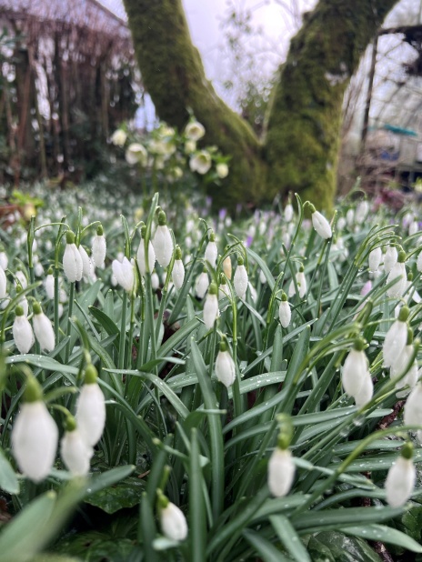 Belstone Snowdrop Sunday