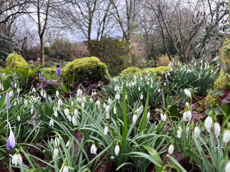 Belstone Snowdrop Sunday