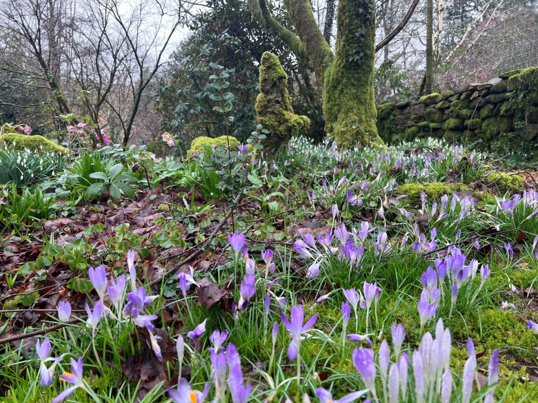Belstone Snowdrop Sunday