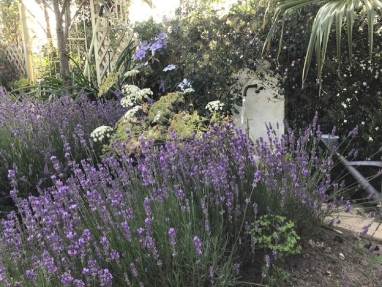 Eastfield Open Garden, Somerset