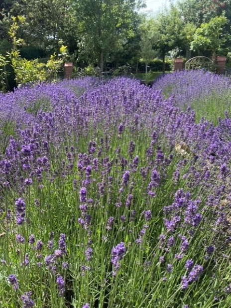 Eastfield Open Garden, Somerset