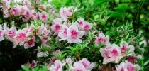 Japanese azalea thumbnail