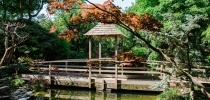 Japanese Garden bridge over the pond thumbnail
