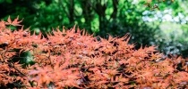Japanese Garden red acers thumbnail