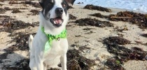 Jack Russel dog on the beach thumbnail