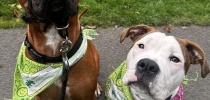 A boxer and a staffy dog on leads thumbnail