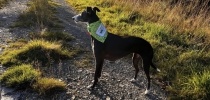 A greyhound dog at dusk on a footpath thumbnail