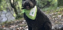 Black doodle dog in the woods thumbnail