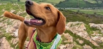 Brown labrador dog on a mountain thumbnail