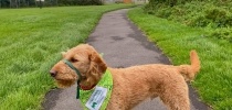 Retriver dog on a footpath thumbnail
