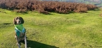 Pointer dog on the moors thumbnail
