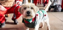 Santas On The Run North Somerset thumbnail