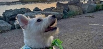 Terrier dog at sunset thumbnail
