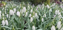 Belstone Snowdrop Sunday thumbnail
