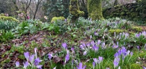 Belstone Snowdrop Sunday thumbnail