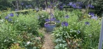 Eastfield Open Garden, Somerset thumbnail