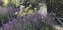 Eastfield Open Garden, Somerset thumbnail