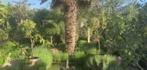 Eastfield Open Garden, Somerset thumbnail