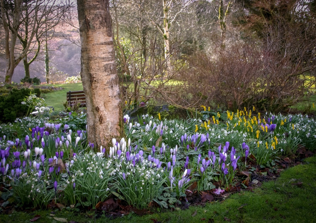 Open Garden Andrew's Corner Spring 