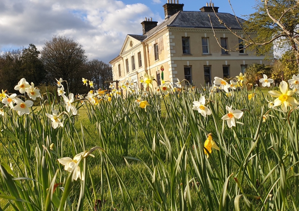 Daffodils at Kelly House garden