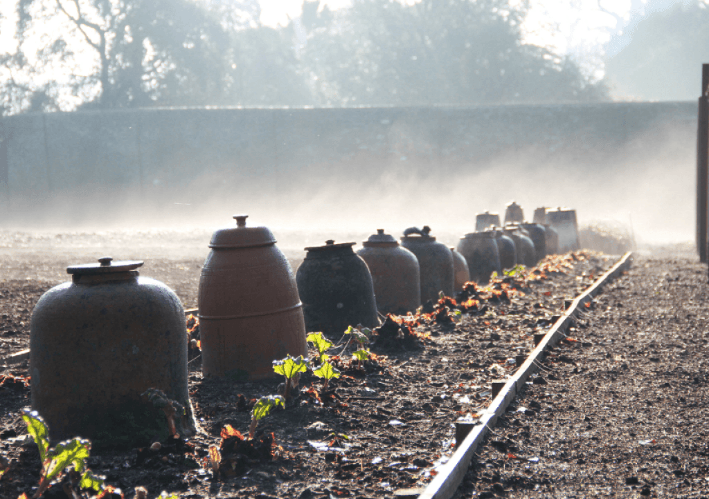 Rhubarb forcing pots at Heligan gardens