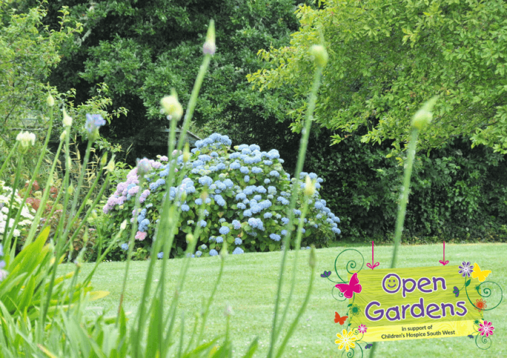 A hydrangea in one of the gardens opening as part of the Jubilee Jaunt in Mawnan