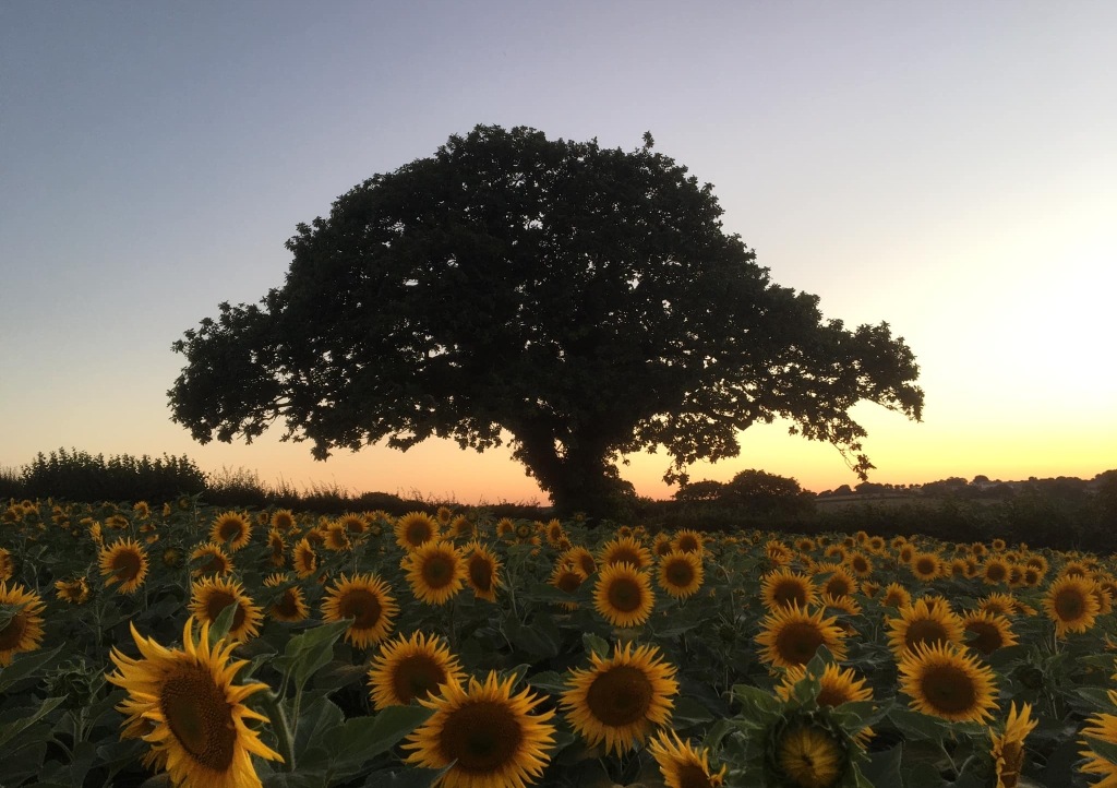 Sun setting over the St Austell sunflower trail