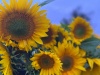 Sunflowers at Higher Tregorrick Farm
